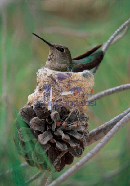 Anna\'s Hummingbird (Calypte anna) - Arizona -