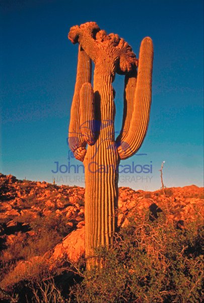 Saguaro Cactus  (Carnegiea gigantea) Cristate Form -Sonoran Dese