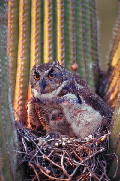 Great Horned Owl (Bubo virginianus) - Arizona