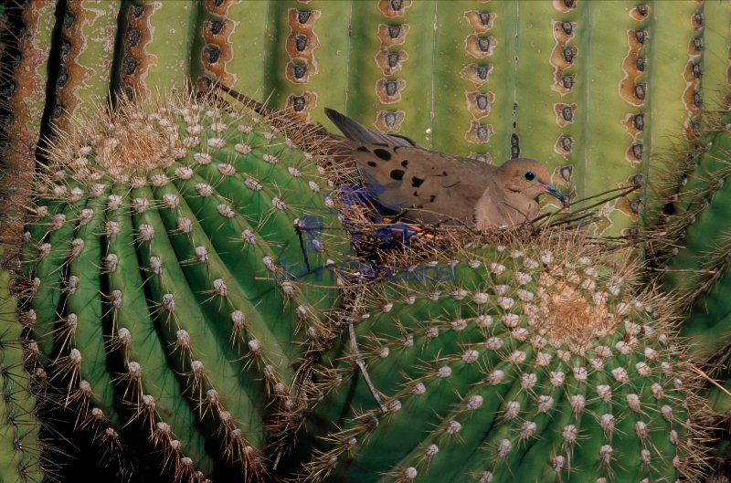 Mourning Dove (Zenaida macroura) - Arizona