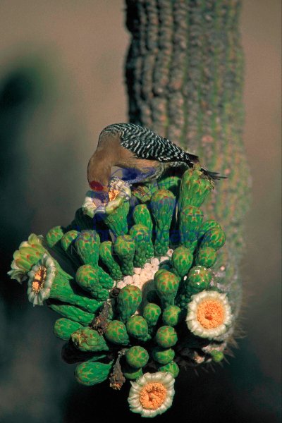 Gila Woodpecker Feeds on Saguaro Blossom
