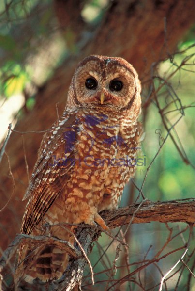 Mexican Spotted Owl (Strix occidentalis lucida) - Arizona