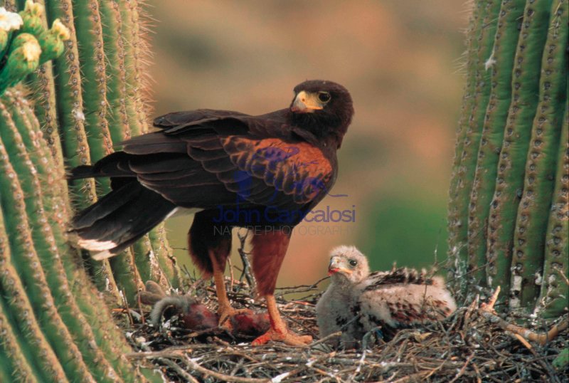 Harris\' Hawk (Parabuteo unicinctus) - feeding young - Arizona