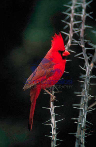 Northern Cardinal (Cardinalis cardinalis) - Arizona