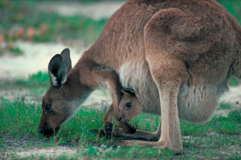 Western Grey Kangaroos (Macropus fuliginosus) - South Australia-