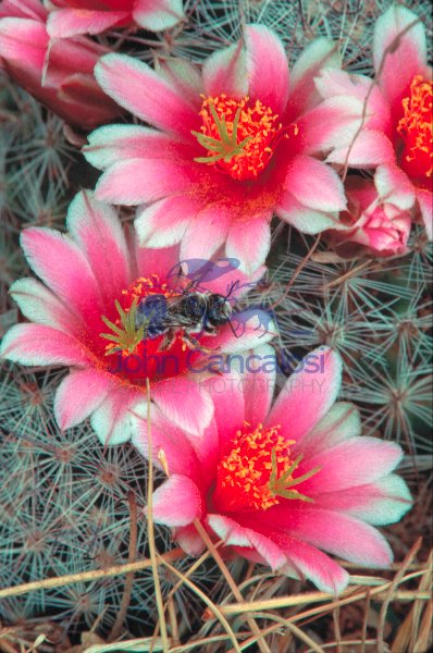 Native Bee on Pin Cushion Cactus Blossum (Echinocactus spp) - Ar