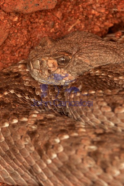 Western Diamond-backed Rattlesnake(s) - Crotalus atrox -Az.