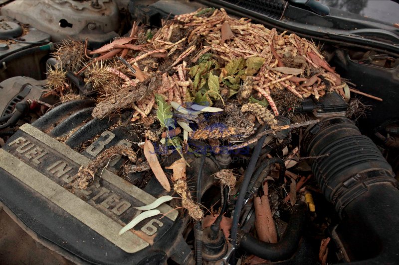 White-troated packrat nest in engine compartment - Arizona