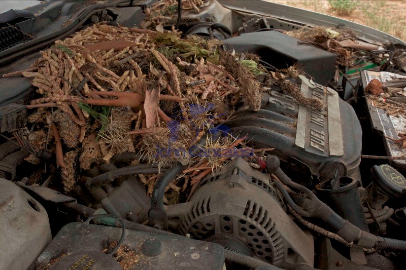 White-troated packrat nest in engine compartment - Arizona