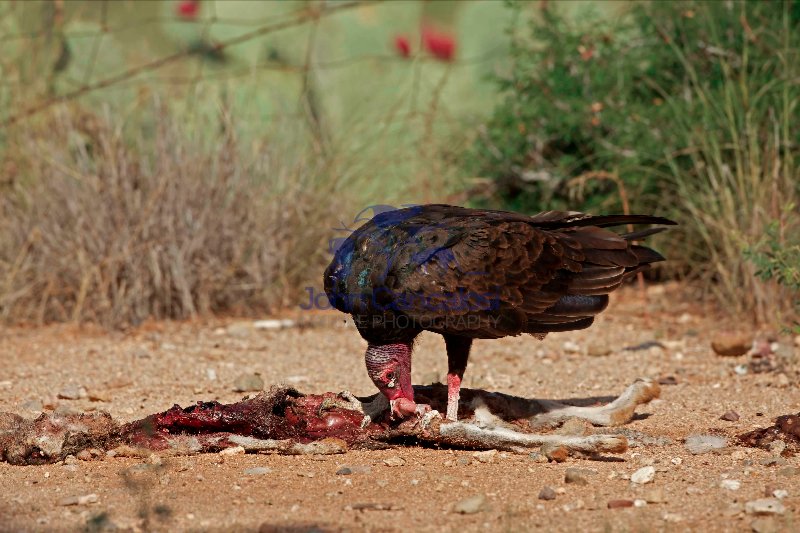 Turkey Vulture - Cathartes aura - Sonoran desert  - Arizona - Fe