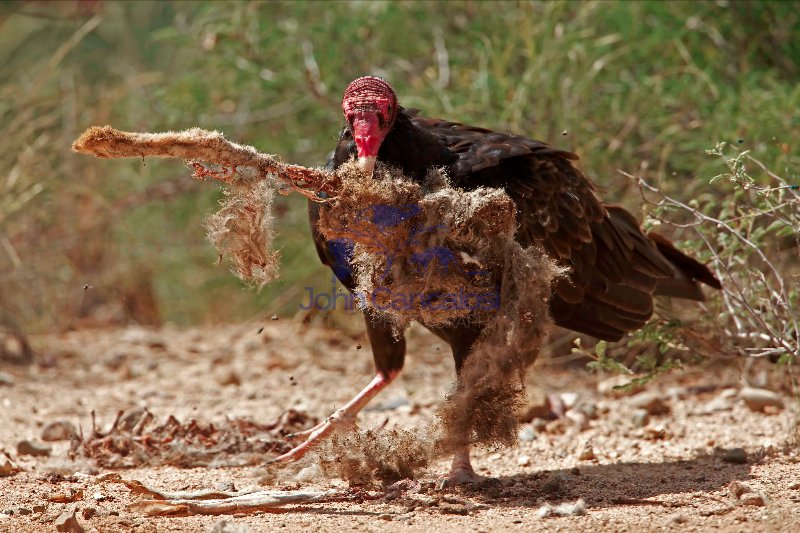 Turkey Vulture - Cathartes aura - Sonoran desert  - Arizona - Fe