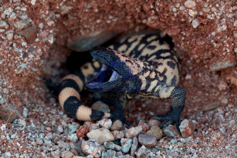 Gila monster -Heloderma suspectum - Sonoran desert - Arizona - d