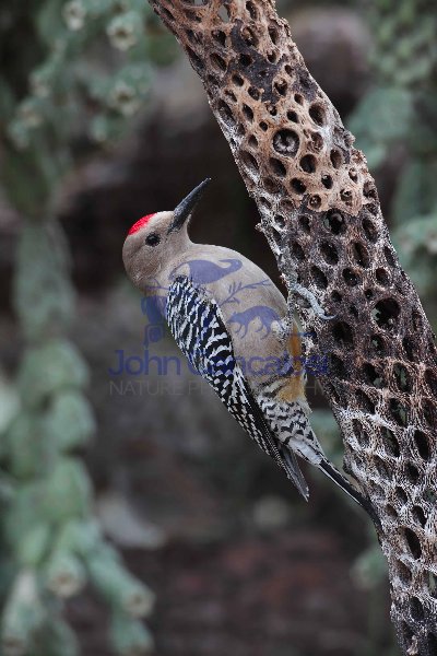 Gila Woodpecker (Melanerpes uropygialis)-Sonoran desert -Arizona