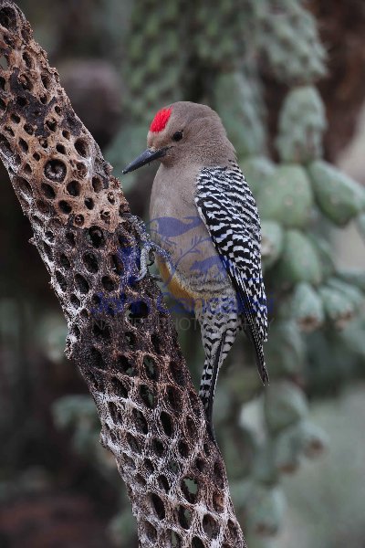 Gila Woodpecker (Melanerpes uropygialis)-Sonoran desert -Arizona
