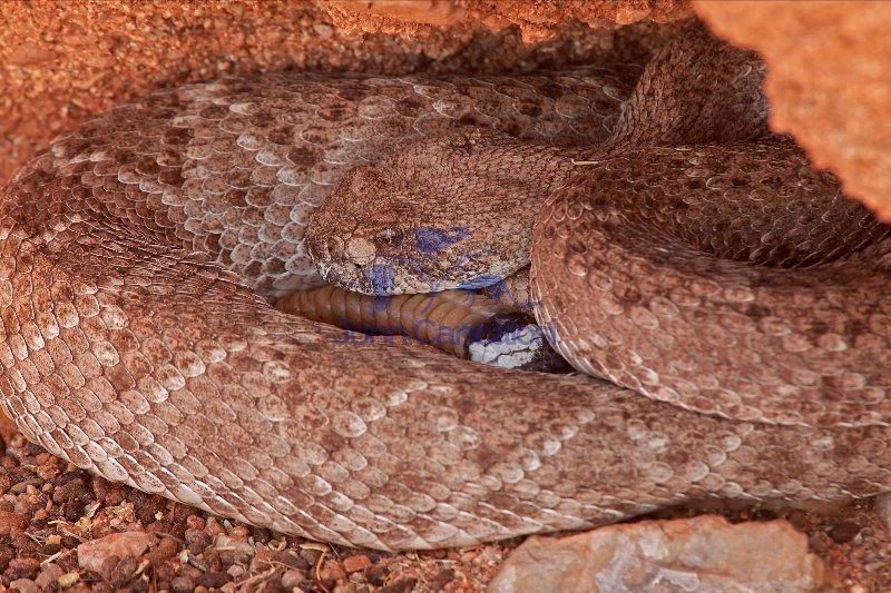 Western Diamond-backed Rattlesnake(s) - Crotalus atrox -Az.