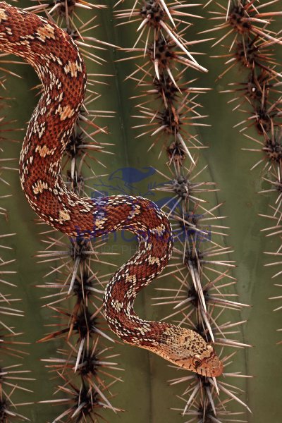Sonoran Gopher Snake (Pituophis catenifer affinis)-AZ-USA