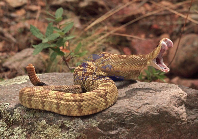 Black-tailed Rattlesnake (Crotalus molossus) - Arizona - USA
