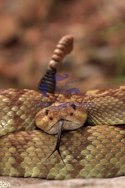 Black-tailed Rattlesnake (Crotalus molossus) - Arizona - USA