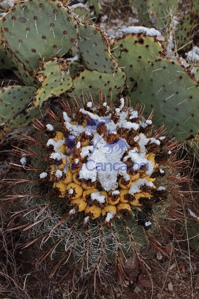 Fishhook Barrel Cactus With Fruit in Snow - Arizona - USA