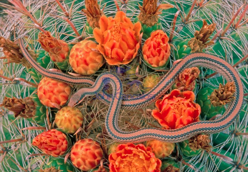 Western Patch-nosed Snake (Salvadora hexalepis) - Arizona