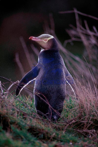Yellow-eyed Penguin (Megadyptes antipodes) - New Zealand