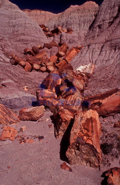 Petrified Logs - Petrified Forest Naitonal Park - Arizona - USA