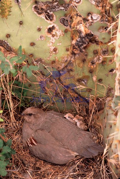 Gambel\'s Quail  (Callipepla gambelii) - Arizona