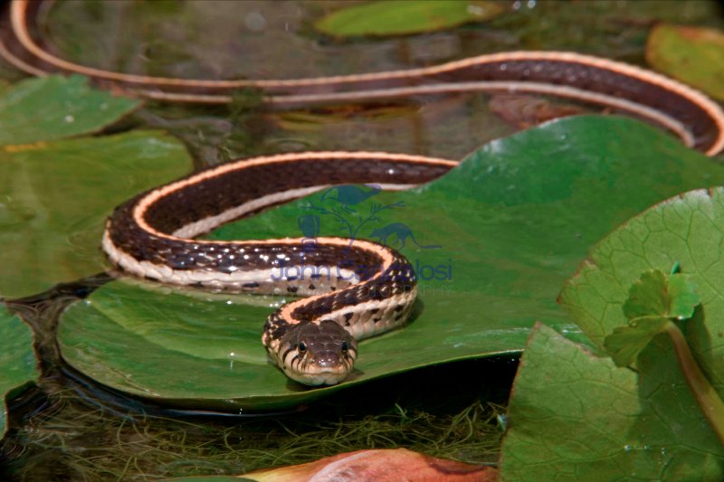 Black-necked Garter Snake (Thamnophis cyrtopsis) - Az - USA