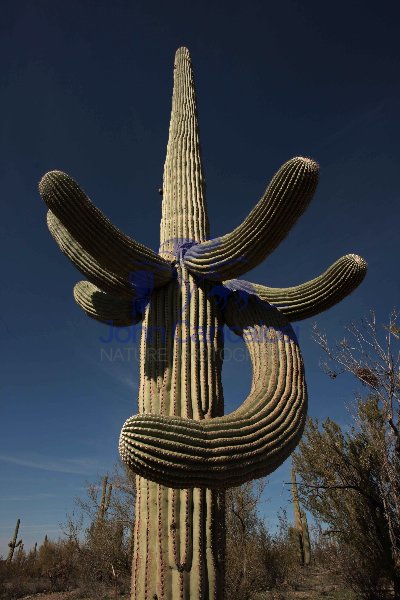 Saguaro Cactus  (Carnegiea gigantea)  -Sonoran Desert Arizona