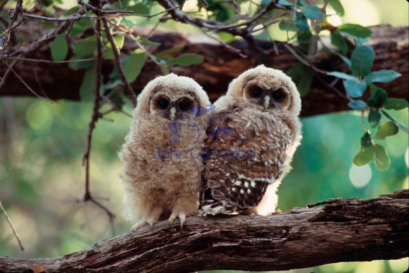 Spotted Owl Young (Strix occidentalis) - Arizona - USA
