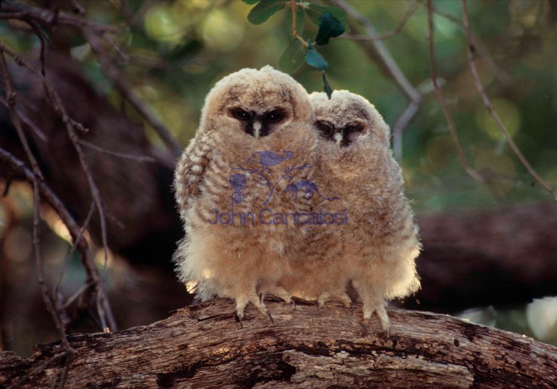 Spotted Owl Mother and Young (Strix occidentalis) - Arizona - US