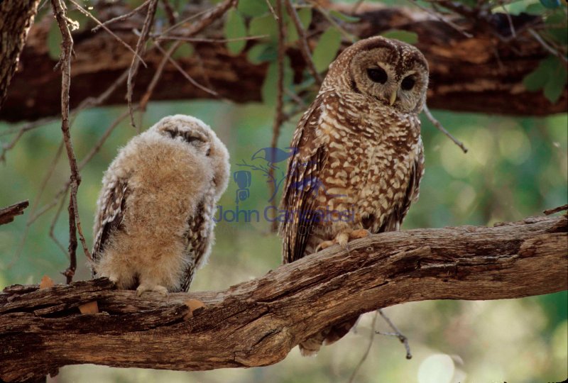 Spotted Owl Young (Strix occidentalis) - Arizona - USA