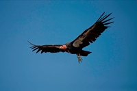 California Condor (Gymnogyps californianus)-Arizona - USA