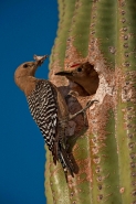 Gila Woodpecker (Melanerpes uropygialis) - Sonoran Desert - Ariz