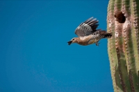 Gila Woodpecker (Malanerpes uropygialis) - Arizona