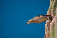 Gila Woodpecker (Melanerpes uropygialis) - Arizona USA