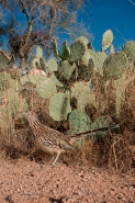 Greater Roadrunner (Geococcyx californianus) - Arizona
