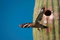 Gila Woodpecker (Melanerpes uropygialis) - Arizona USA