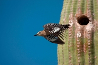 Gila Woodpecker (Malanerpes uropygialis) - Arizona