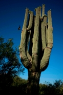 Saguaro Cacti (Carnegiea gigantea) Arizona - USA