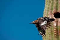 Gila Woodpecker (Malanerpes uropygialis) - Arizona