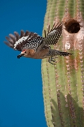 Gila Woodpecker (Malanerpes uropygialis) - Arizona