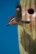 Gila Woodpecker (Malanerpes uropygialis) - Arizona