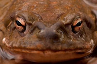 Sonoran Desert Toad (Bufo alvarius) - Sonoran Desert - Arizona