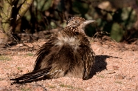 Greater Roadrunner (Geococcyx californianus) - Arizona