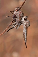 Robber Fly (prob Efferia spp) feeding on robber fly - Arizona US