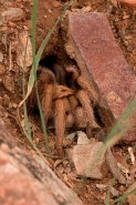 Desert Tarantula (Aphonopelma spp.) Sonoran Desert - Arizona - U