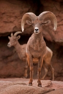 Bighorn Sheep (Ovis canadensis) - Ram - Captive - Arizona