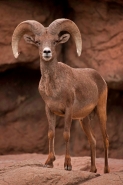 Bighorn Sheep (Ovis canadensis) - Ram - Captive - Arizona