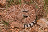 Western Diamondback Rattlesnake (Crotalus atrox) - Arizona